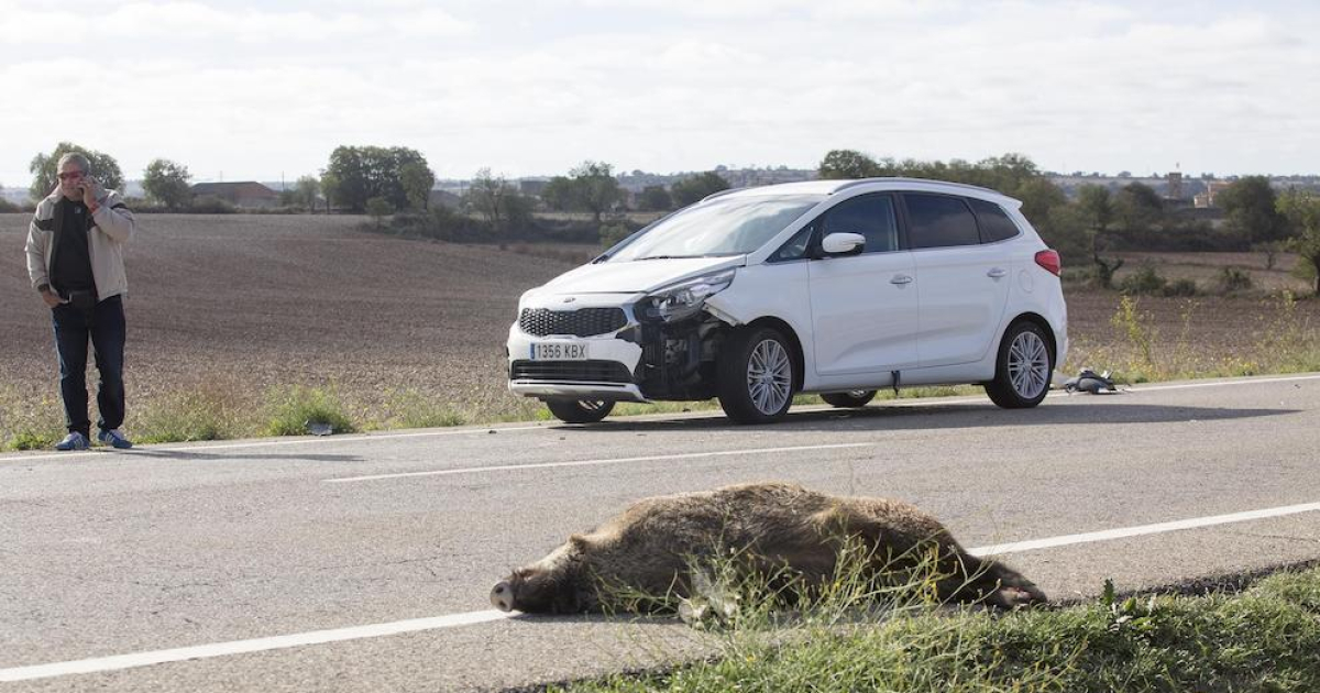 Accident Dun Motorista A Camarasa I Xoc Amb Un Senglar A Tarroja