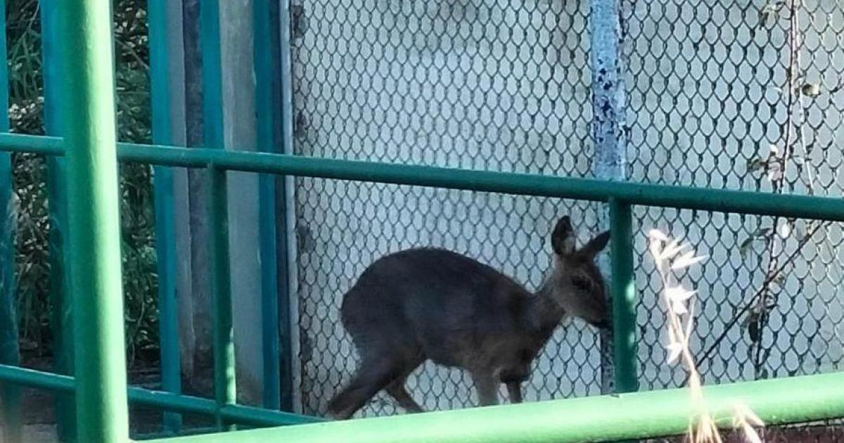 Fotografían un corzo en la presa del parque de la Mitjana de Lleida a