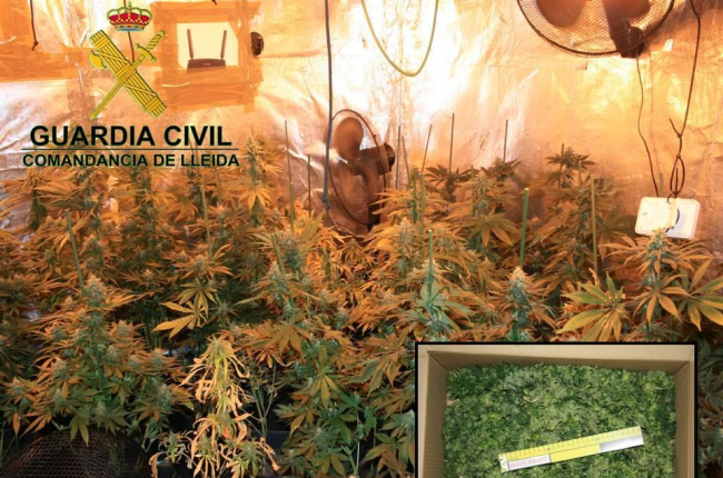 Detingut per tenir més de 130 plantes de marihuana dins d un habitatge