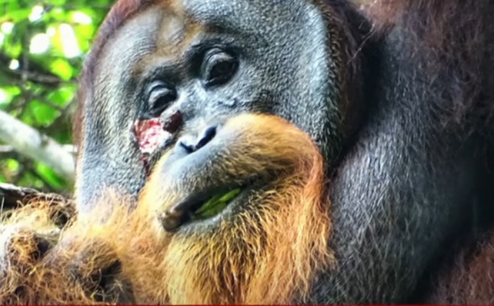 Un Orangut N Se Cura Una Herida Fabricando Un Ung Ento Con Una Planta