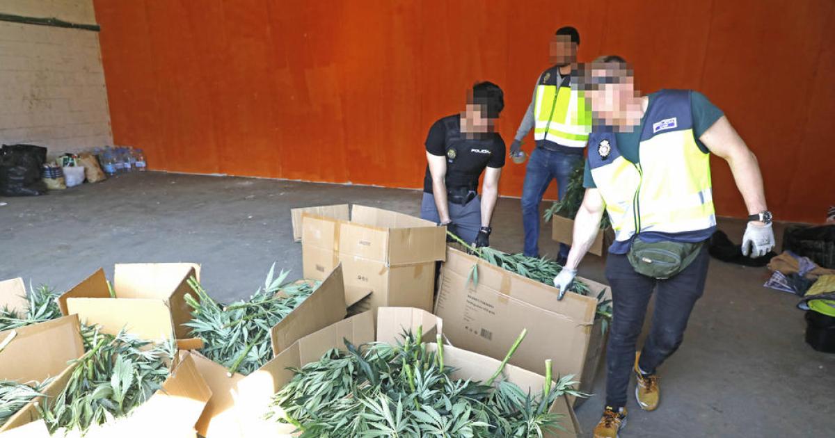 Quatre Detinguts Amb Plantes De Marihuana A Torres De Segre