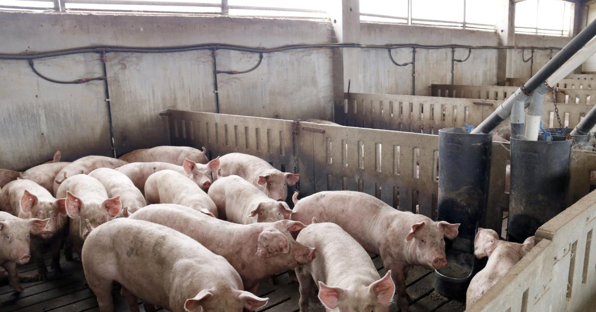 They identified a case of swine flu in a farm worker in Lleida.