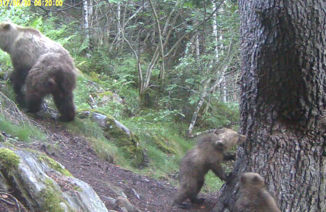 Nuevas imágenes de cachorros de oso pardo con su madre en el Parc Natural de l'Alt Pirineu