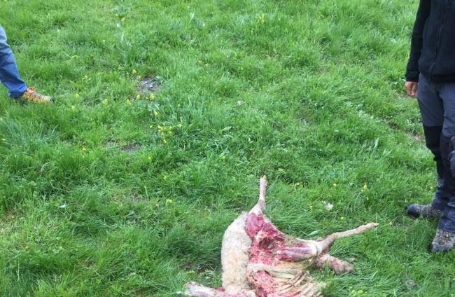 Imatge de l’ovella que va ser atacada a Bagergue.
