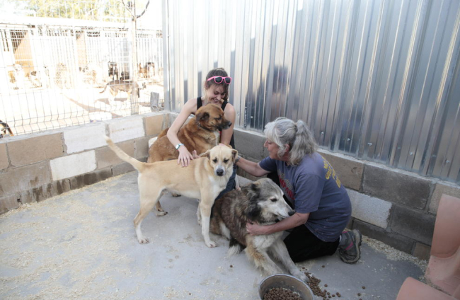 Estar amb els animals, la clau dels voluntaris.