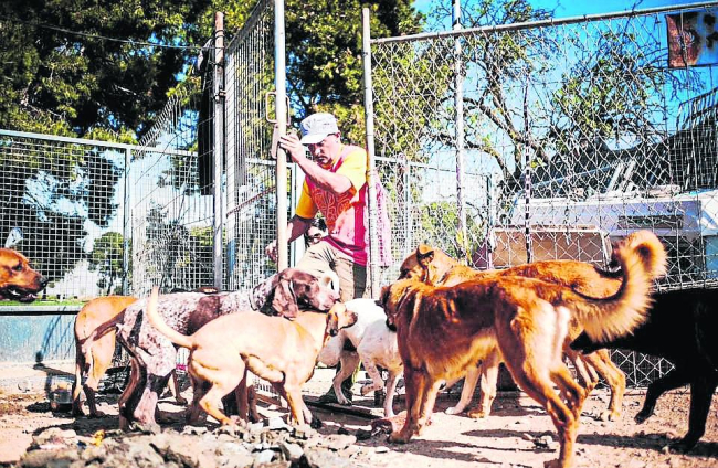 Estar amb els animals, la clau dels voluntaris.