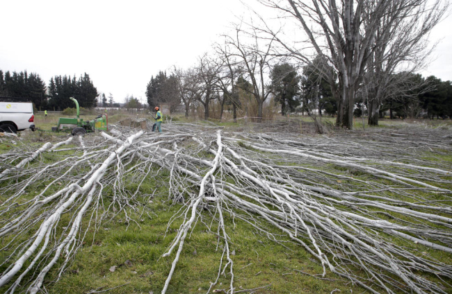 Operarios retiran árboles muertos de los terrenos de la Hípica. 