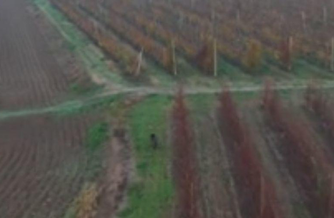 Enregistren a vista de drone senglars en camps a Corbins