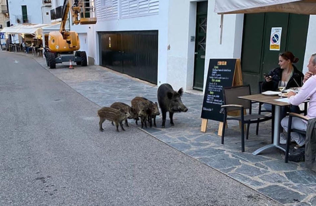 Els senglars envaeixen Cadaqués