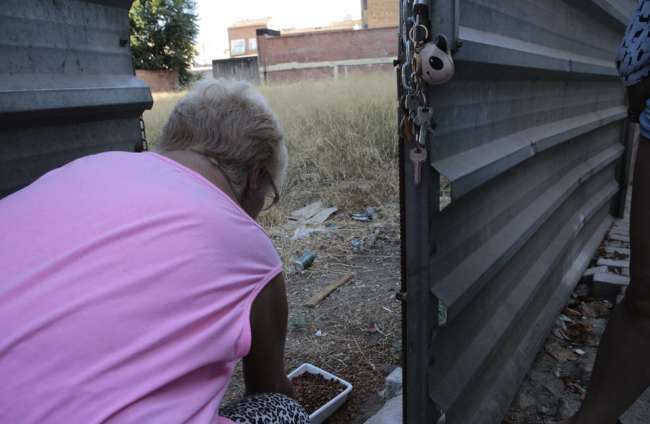 Una voluntària donant menjar ahir als gats d’una colònia de carrer.
