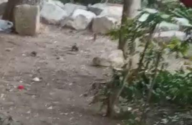 Les rates ocupen un jardí de Lleida
