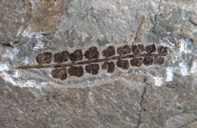 El Centro de interpretación del Montsec estrena museografía y expone fósiles de hace 125 millones de años