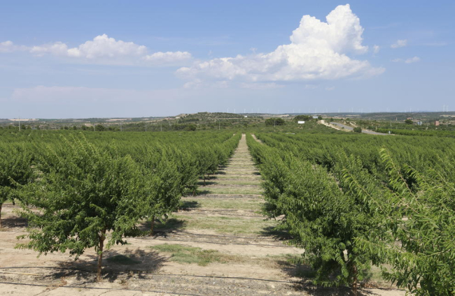 La plantació experimental d’ametllers ocupa 10 hectàrees en terrenys de la Diputació a Maials.