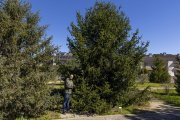Un dels arbres apadrinats a l’Arborètum. - JORDI ECHEVARRIA