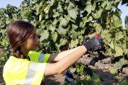 Una treballadora cull raïm al celler Raimat, al Segrià.