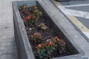 Una de les jardineres saquejades al carrer Acadèmia aquesta setmana. - ESCOCELLS LLEIDA