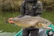 L’exemplar de truita va ser tornat a les aigües de la Pallaresa.