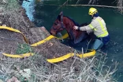 Els bombers durant el rescat de l’equí del riu Corb. - BOMBERS