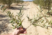 Comparació d’una branca d’olivera de regadiu i una de secà (d).