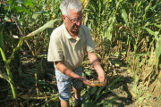 Els animals trenquen i tiren les plantes per agafar les panotxes.