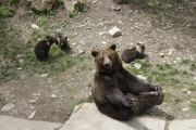 Los tres oseznos nacidos en Aran Park contribuyeron a una afluencia de visitantes récord este año. 