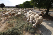 La zona de Torres Salses sirve actualmente de pasto para las ovejas.