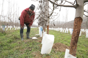 Un agricultor d'Aitona arrancarà una finca de sis-cents arbres per les destrosses