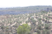 Imatges de l'incendi de la Ribera d'Ebre, que afecta a diversos indrets de les Garrigues i el Segrià