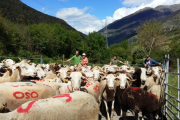 Agrupación de rebaños en Aran para protegerlos de ataques del oso. 