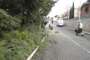 Trabajos para despejar la calzada de la partida Boixadors tras la caída de un árbol.