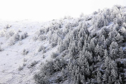 Imagen de archivo de un bosque nevado en el Pirineo.