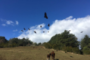 Una yegua y su potro, bajo una bandada de buitres el pasado lunes en Tornafort.