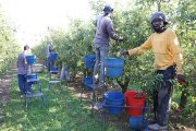 Un grupo de trabajadores del campo, esta semana en una finca en Albatàrrec.