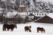 Cavalls a Alós d’Isil. A les Valls d’Aguilar, un altre ramat va rebre aliment en helicòpter.