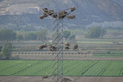 Una torre sin cables para la autopista eléctrica con nidos de cigüeña en Castejón del Puente.