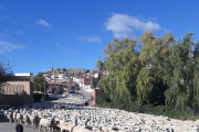 Imatge del ramat de 1.400 ovelles creuant Castillonroi en direcció sud cap a Alcarràs.