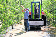 Un pagès recollint fruita amb botes d’aigua, ahir a la Granja d’Escarp.