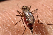 El mosquito transmisor del dengue.