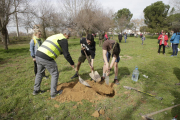 Plantada d’arbres per salvar el bosc del carrer Palauet de Lleida