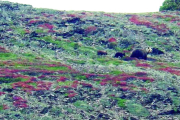 Una osa con sus crías, fotografiadas el pasado mes de junio en Naut Aran.