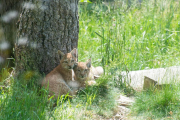 Las dos hembras de lince nacidas en Naturlandia, en Andorra. 