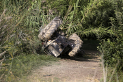 Imagen del tractor volcado ayer en la finca de la partida Camp-Rodó, entre Torrefarrera y Lleida.