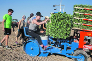 Inicien el cultiu del bròcoli - Una vintena d’agricultors del Segarra-Garrigues i el Canal d’Urgell van iniciar la setmana passada la plantació d’unes 130 hectàrees de bròcoli en punts de la Noguera, l’Urgell, el Pla i les Garrigues des ...