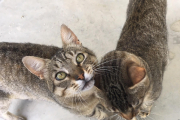 Dos de los 20 gatos que están acogidos en el CAAC de Lleida. 