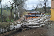 L’arbre que va caure ahir al pati del col·legi Albert Vives de la Seu d’Urgell.