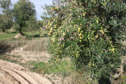 Imatge d’arxiu d’una finca amb oliveres a les comarques de Lleida.