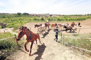 La Associació per la Recuperació i Rehabilitació d’Equins (ARRE) acoge actualmente a 15 caballos en el refugio de Alcanó. 