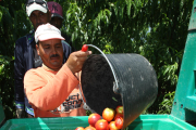 La campaña de recogida de fruta de este año requerirá de nuevos hábitos contra el Covid-19.