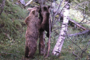 Osos fotografiados el pasado verano en el Pallars Sobirà.