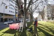 Dos operaris comproven l’estat d’un dels arbres que serà trasplantat. A la dreta, les cues que va provocar el tall d’un carril.